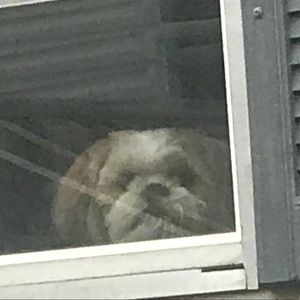 Meet your Posher, Alexei